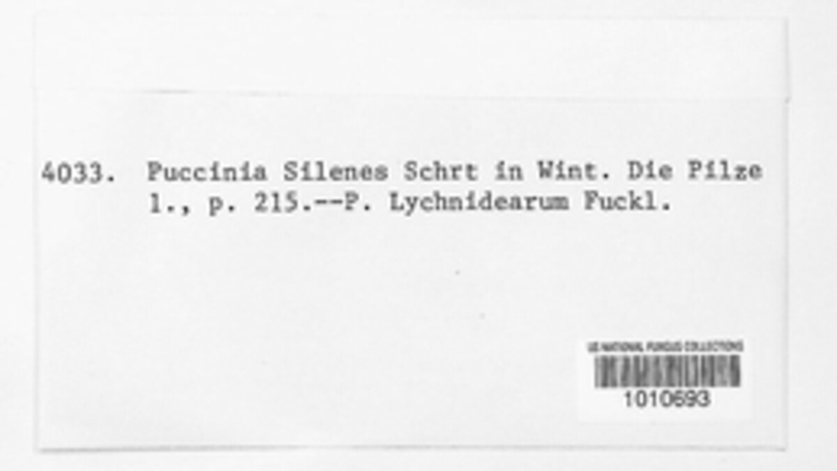 Puccinia behenis image